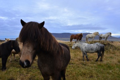 Islandia16